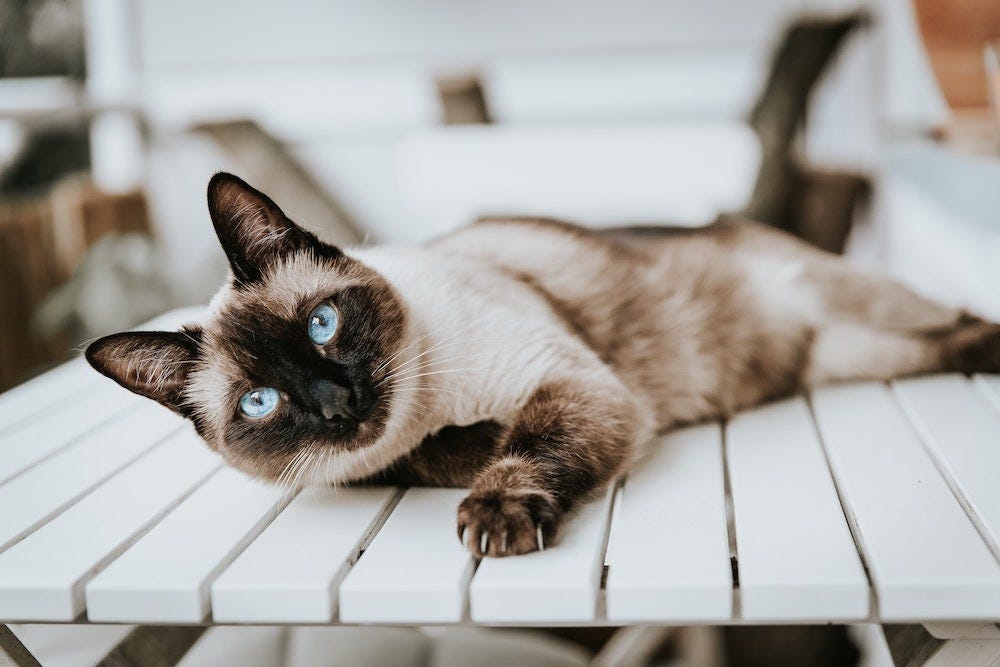 low-shedding Siamese cat