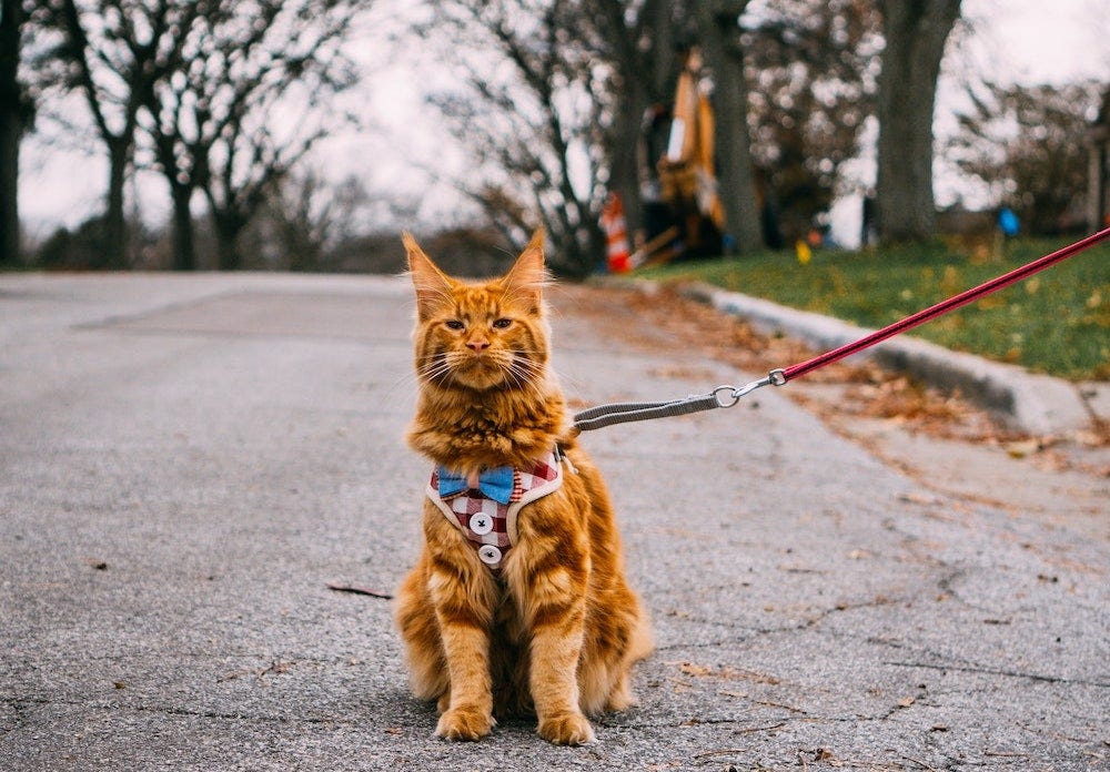 Maine Coon cat on leash