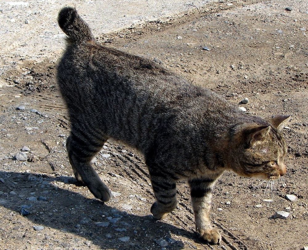 brown tabby American Bobtail cat