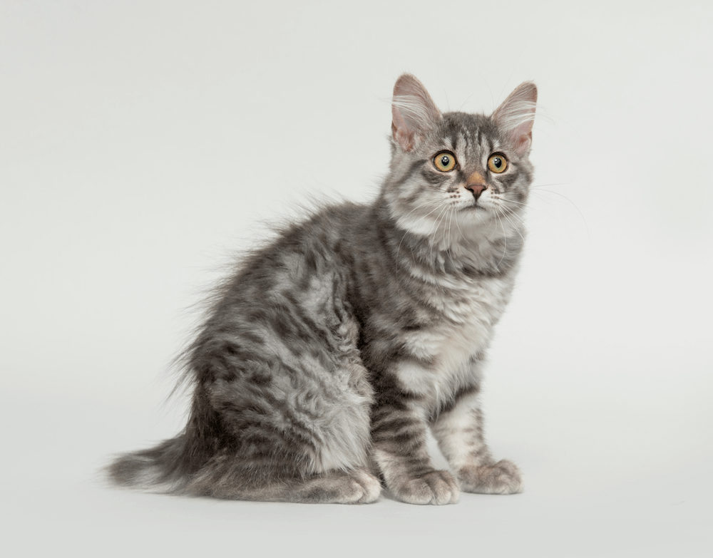 long-haired grey tabby American Bobtail kitten