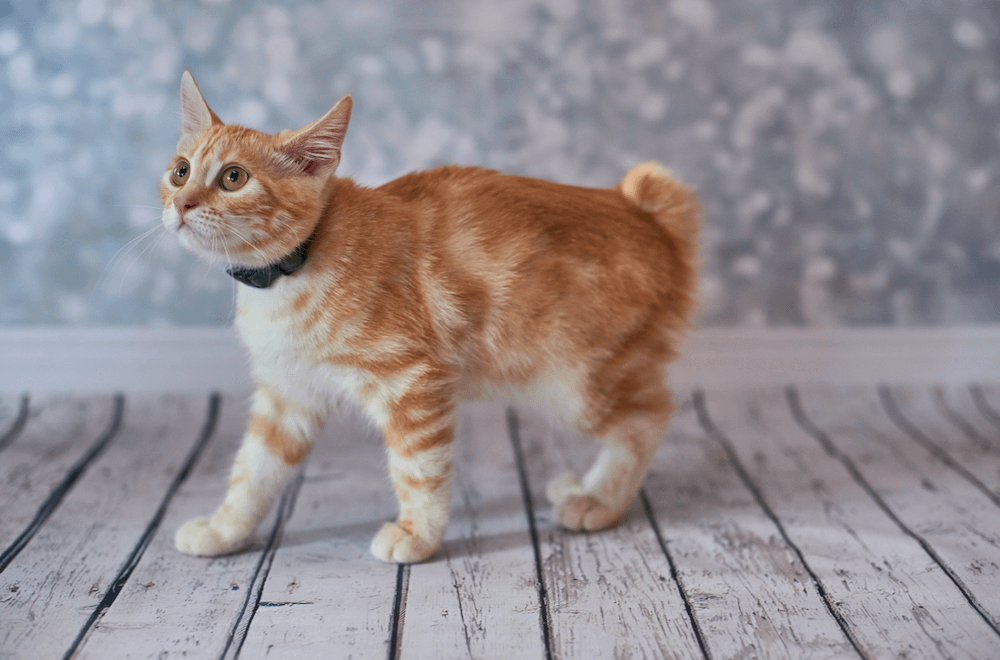 orange tabby American Bobtail kitten