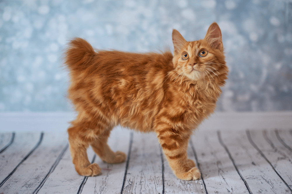 American Bobtail kitten
