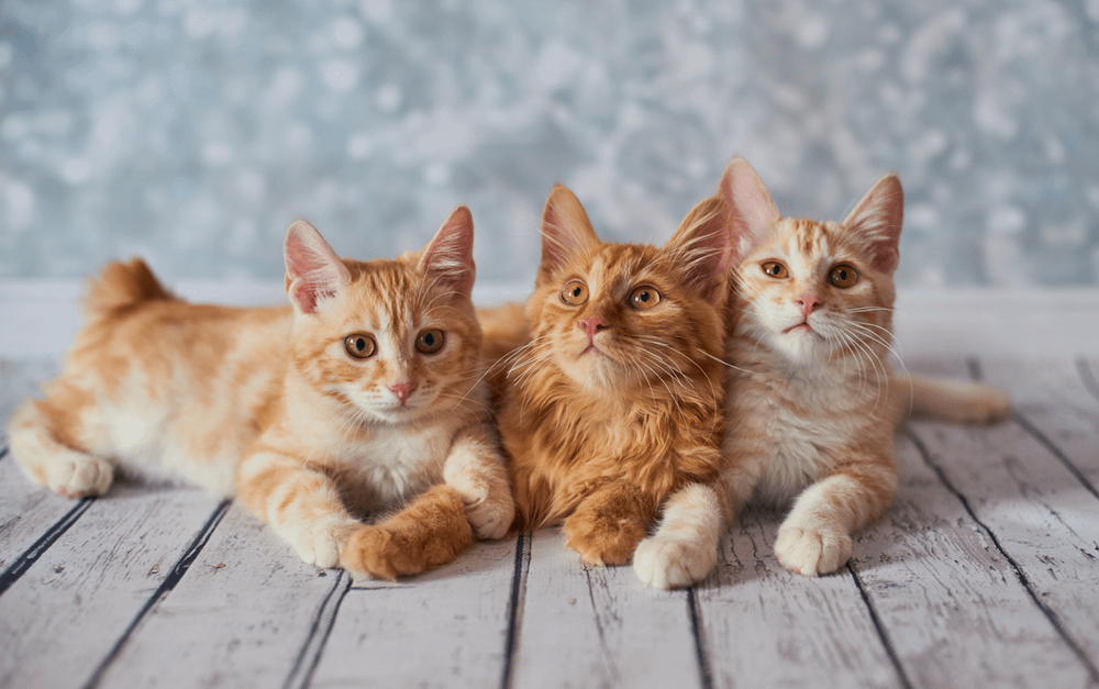 three American Bobtail kittens
