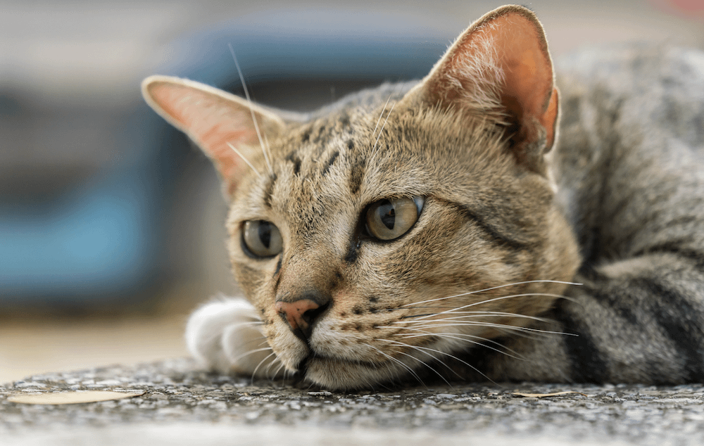 American Shorthair cat with hazel eyes
