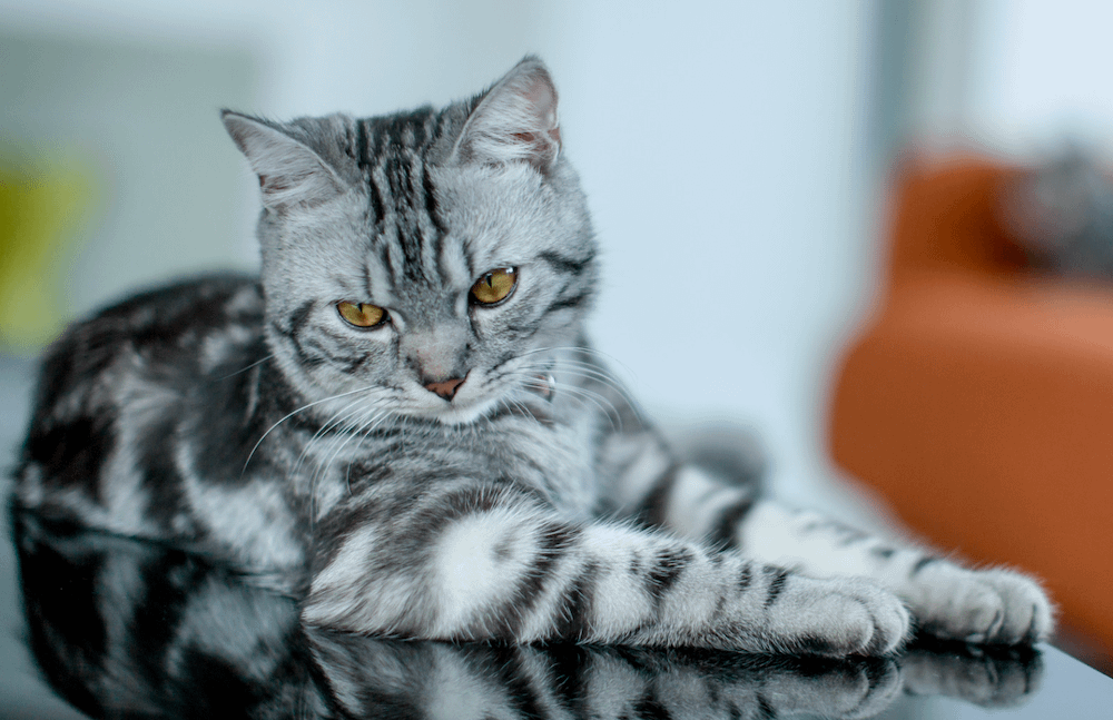 American Shorthair cat - friendliest cat breeds