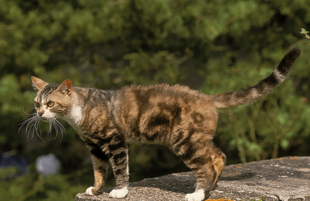 low-shedding American Wirehair cat
