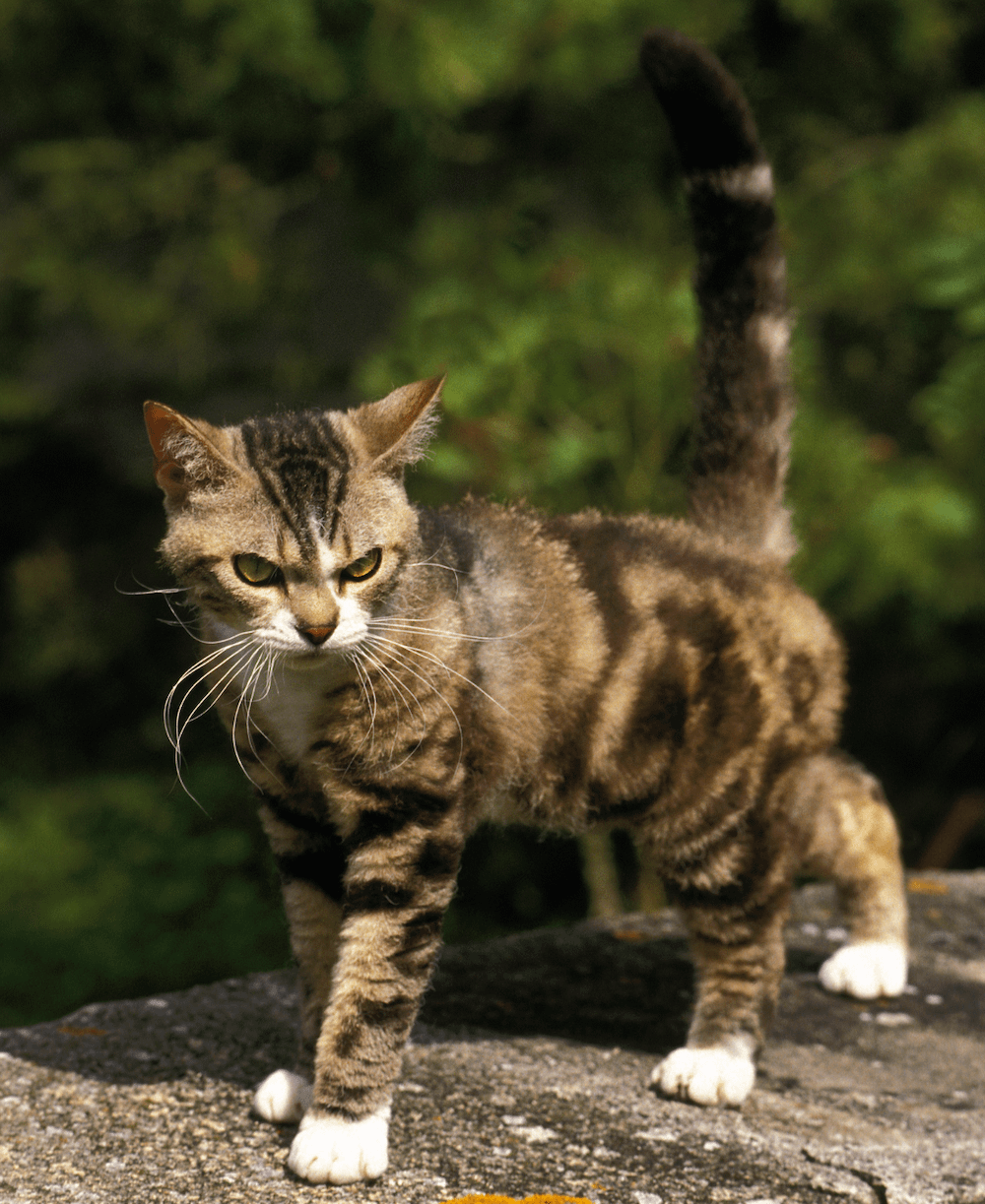 American Wirehair cat outside