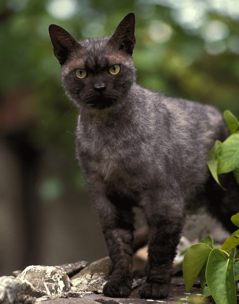black American Wirehair cat outside