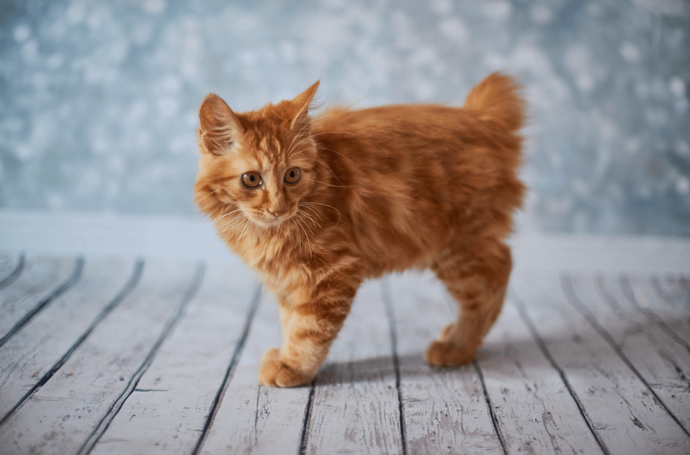 American Bobtail exotic cat breed