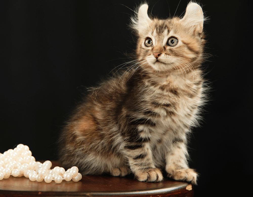 American Curl kitten