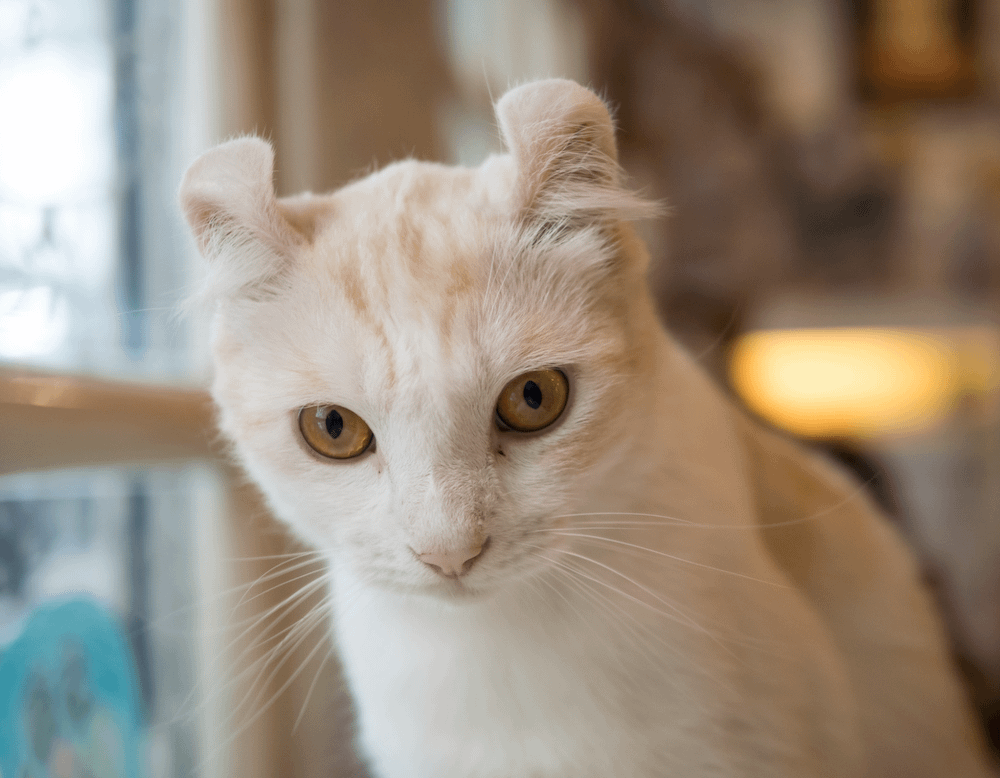 short-haired American Curl cat