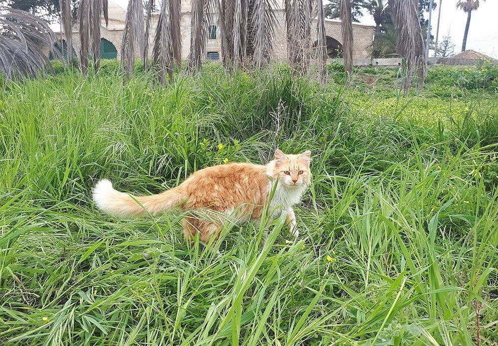 Aphrodite cat outdoors