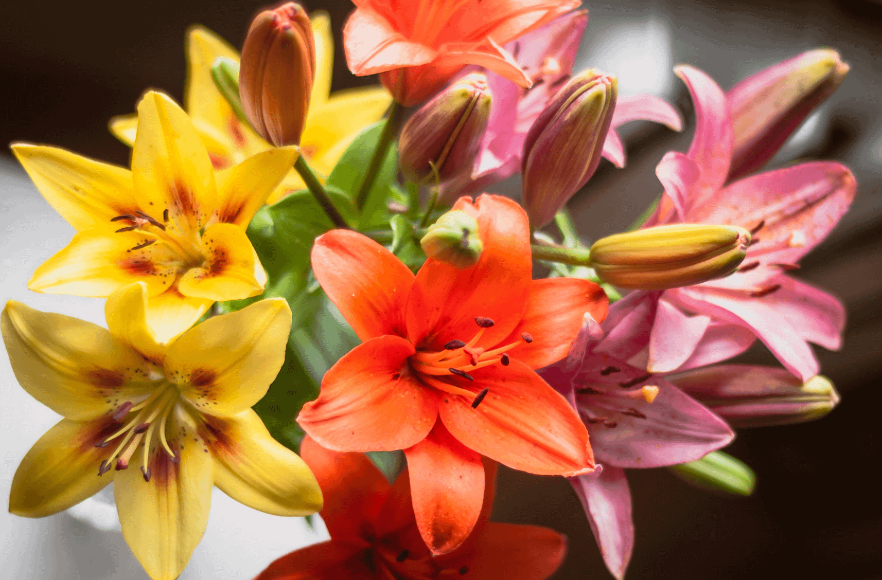 Asiatic lilies