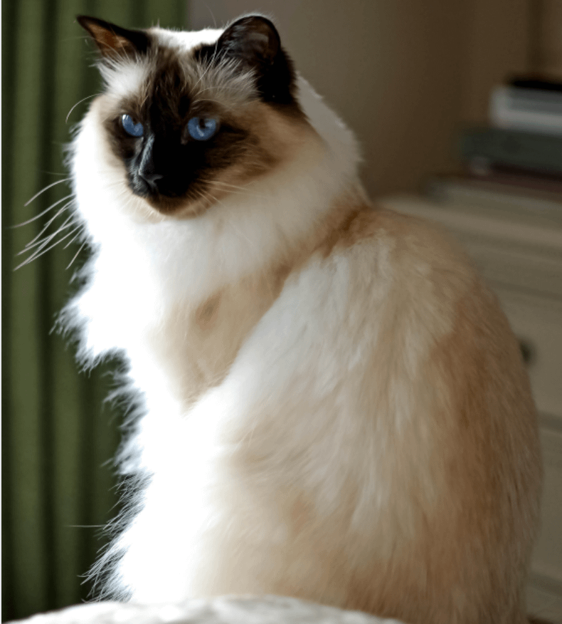 Balinese fashion cat dander