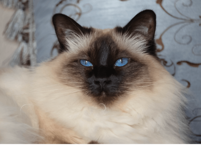 Balinese cat with blue eyes