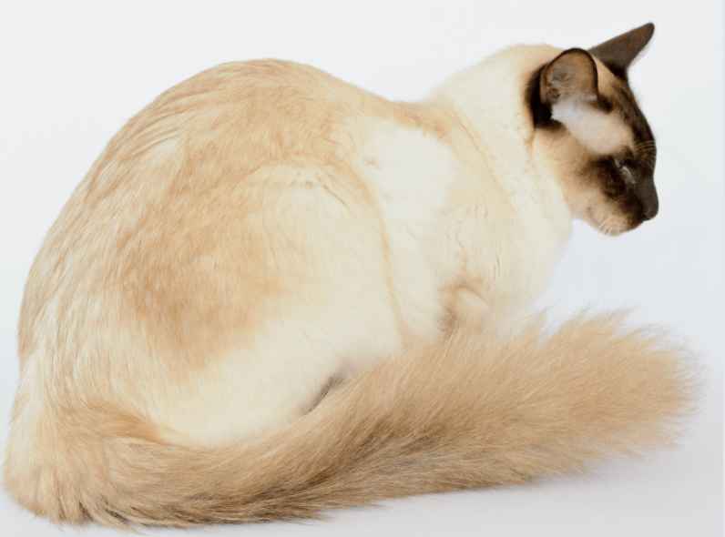 Balinese cat