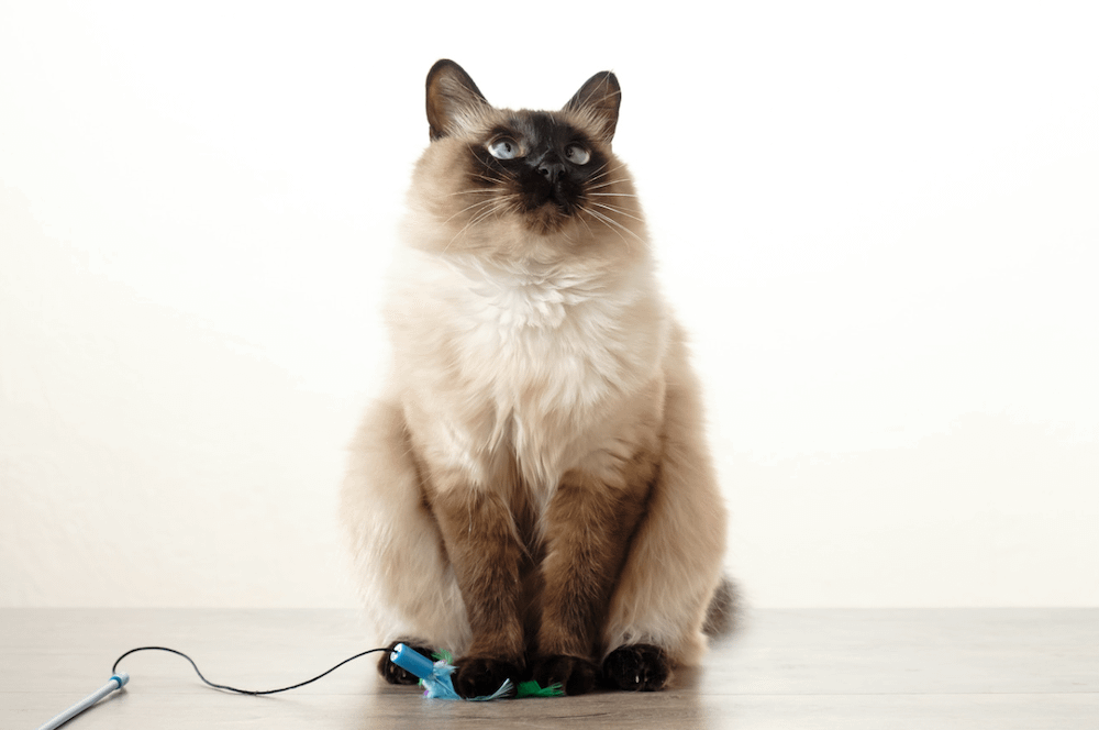 Balinese - most affectionate cat breeds