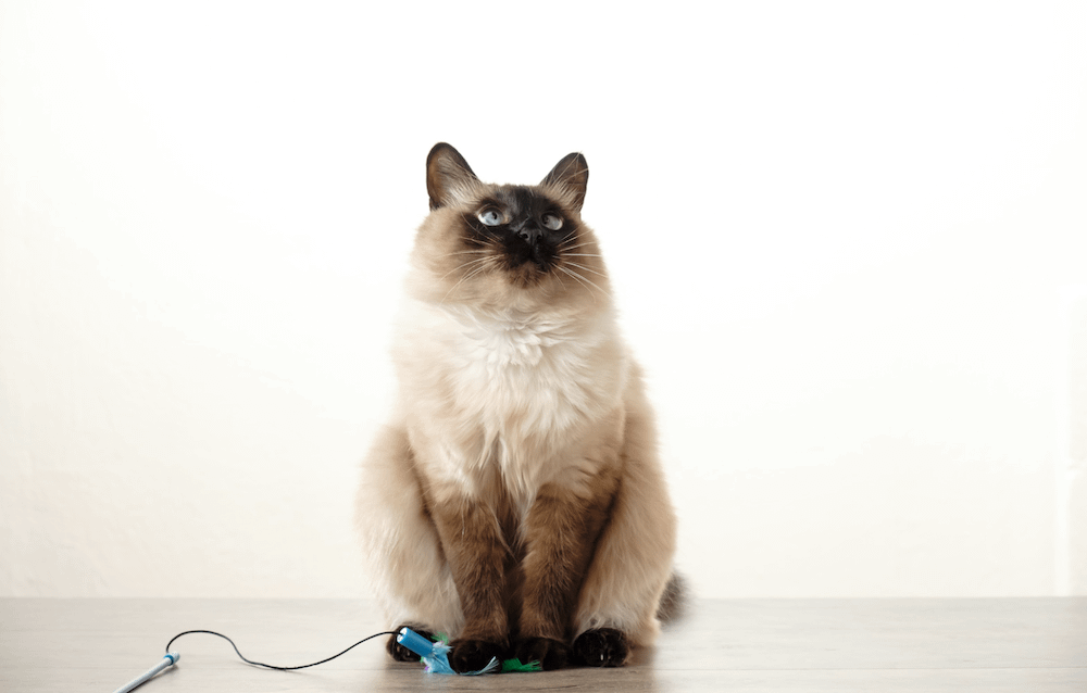 Balinese cat with toy