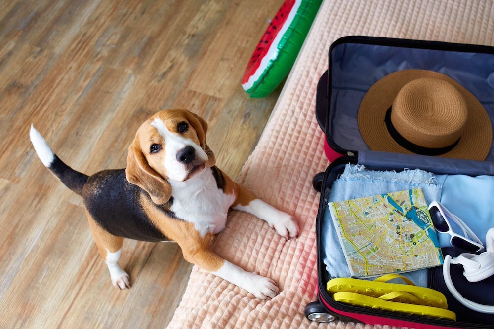 Beagle dog by opened suitcase