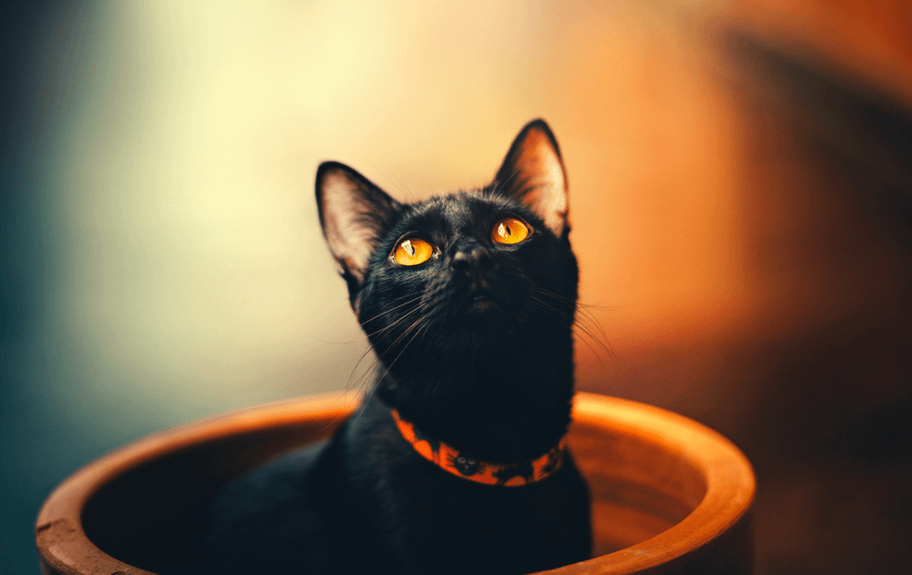 Bombay cat