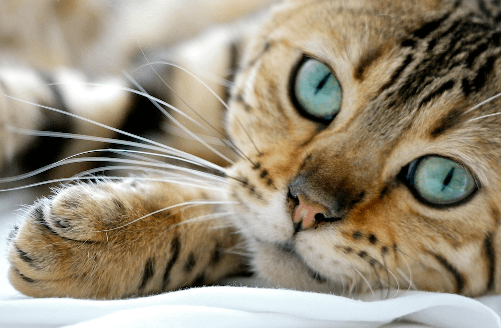 Bengal cat - friendliest cat breeds