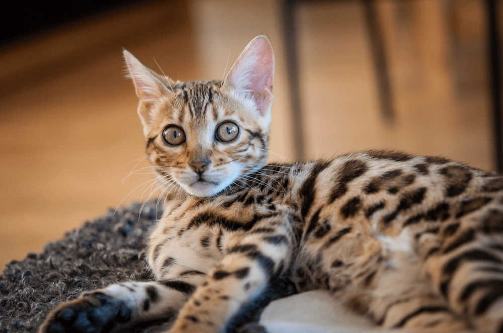 Bengal cat
