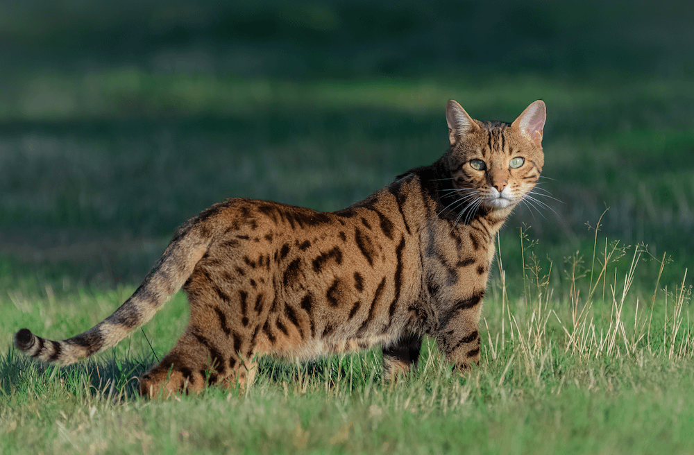 Bengal cat with primordial pouch