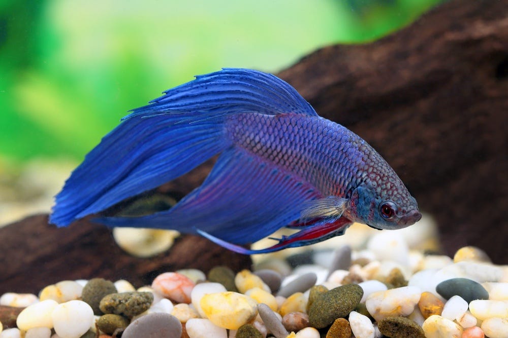 betta fish - best low maintenance pets