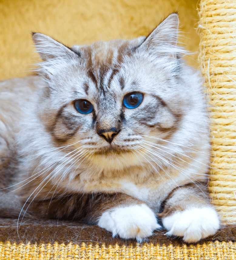 Birman cat