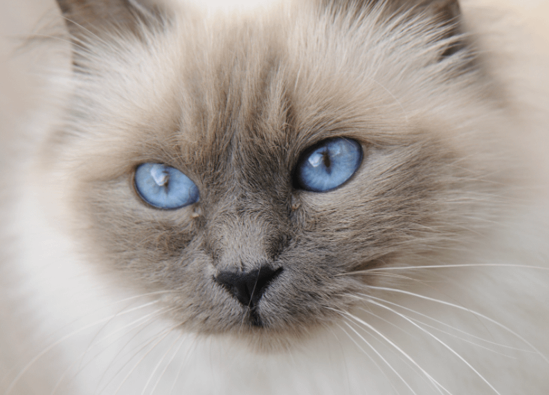 Birman cat with blue eyes