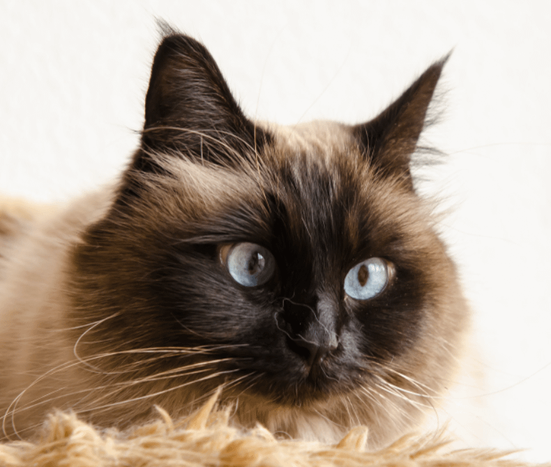 Birman cat