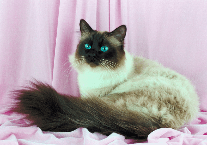 Birman cat