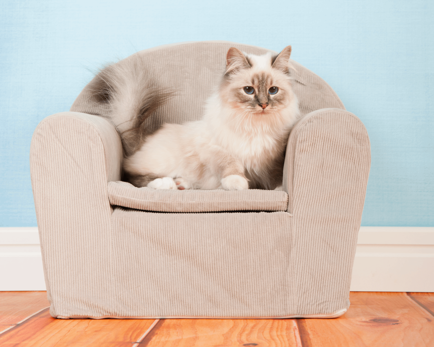 Birman cat on chair