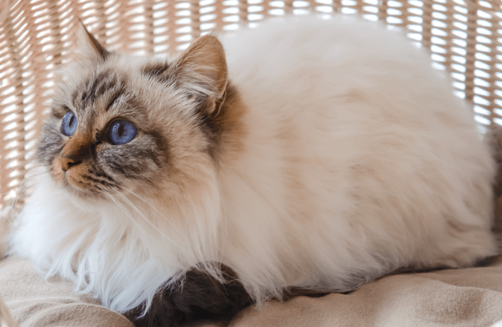 Calm Cat Breeds for a More Serene Home Litter Robot