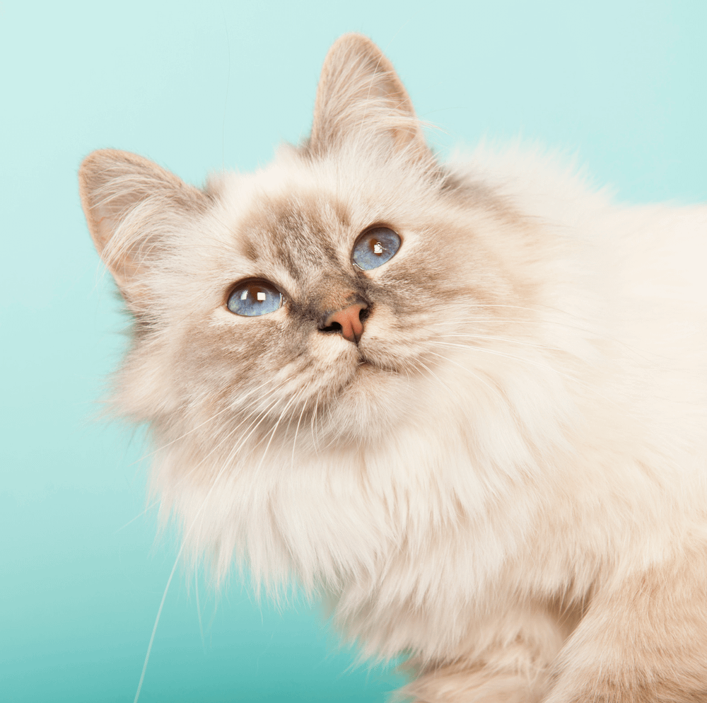 Birman cat