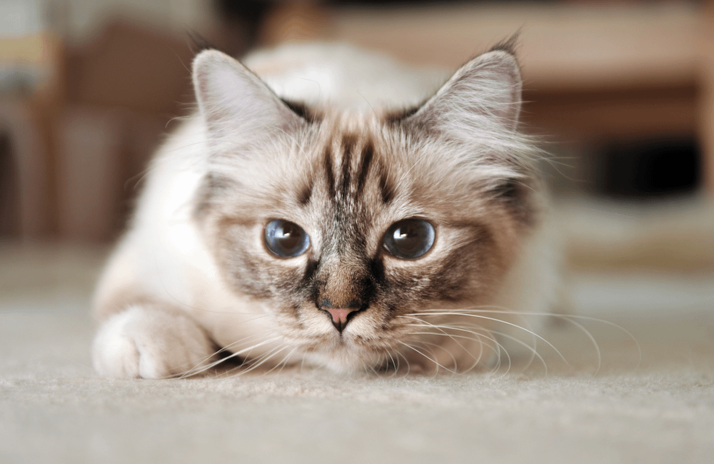 Birman cat