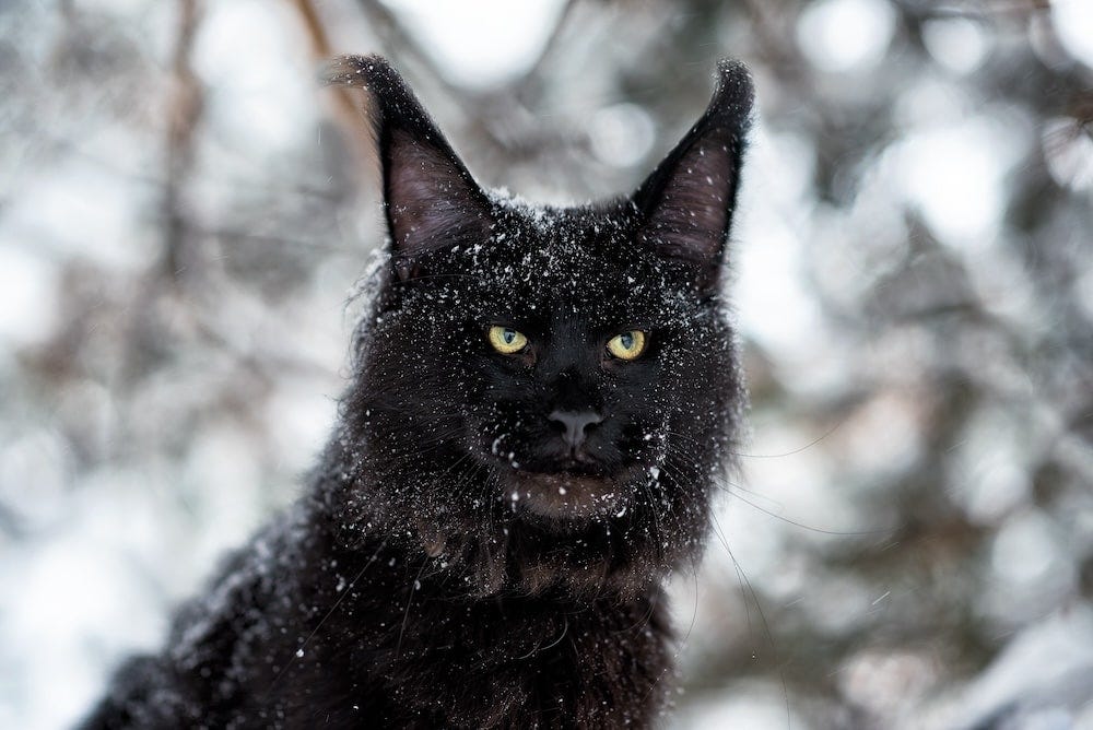 Maine Coon Colors - Black Maine Coon