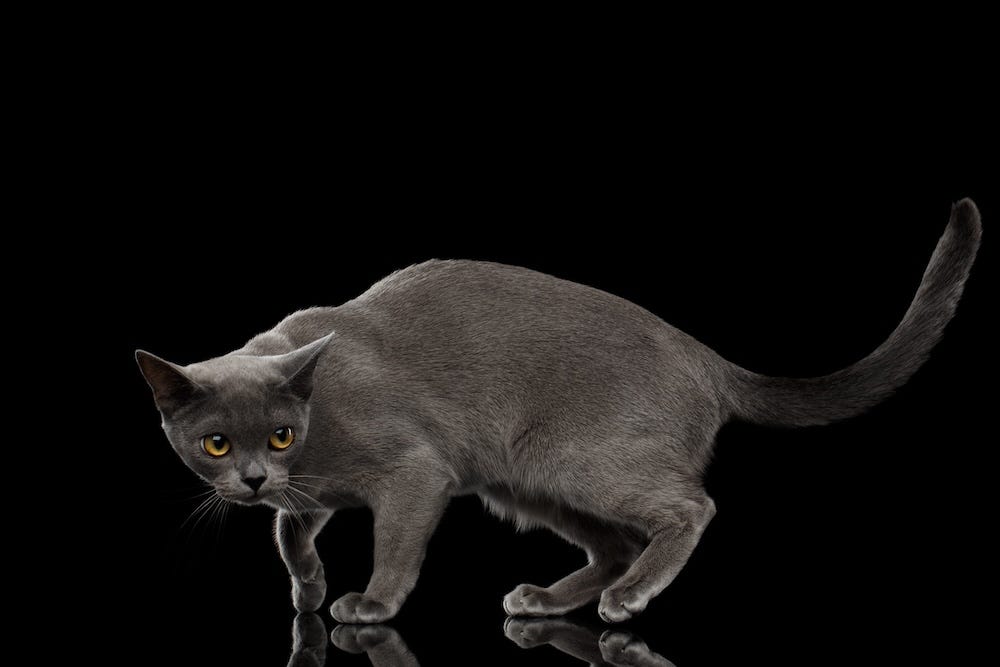 blue burmese cat color