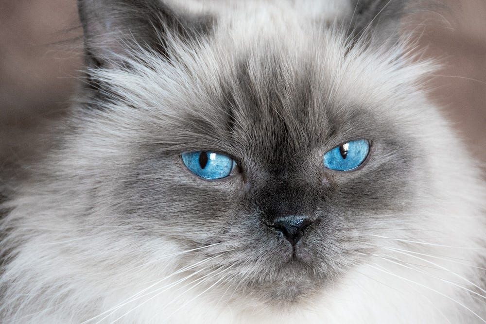 blue himalayan cat color