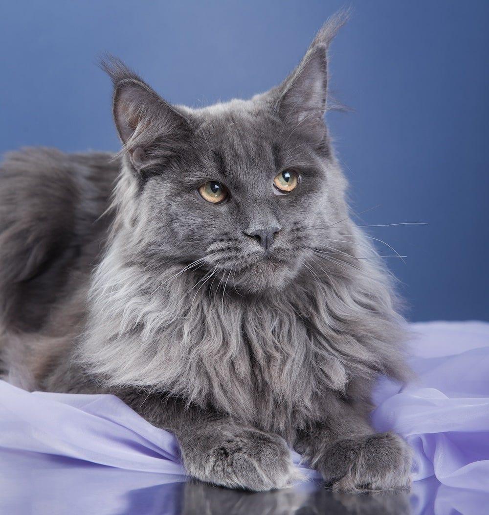 What Colors Can Maine Coon Cats Be All Maine Coon Colors What Colors Can Maine Coon Cats Be All Maine Coon Colors