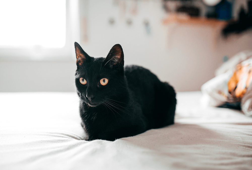 Bombay cat - friendliest cat breeds