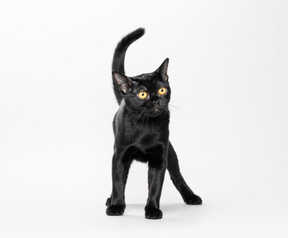 Bombay black cat with yellow eyes