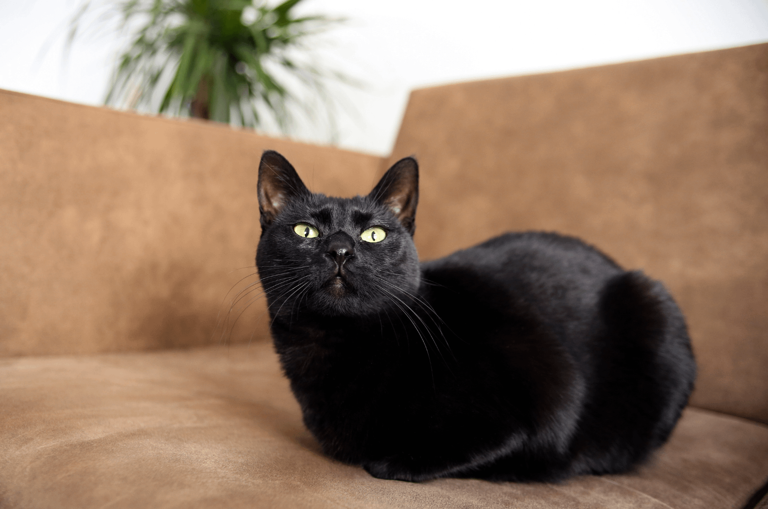 Bombay cat on couch