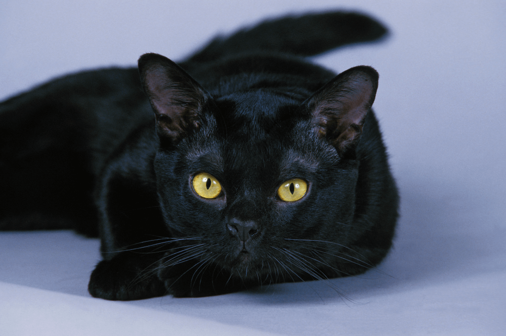 Bombay cat resting head on paws