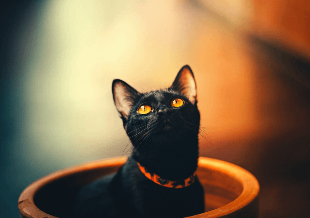 Bombay cat looking up