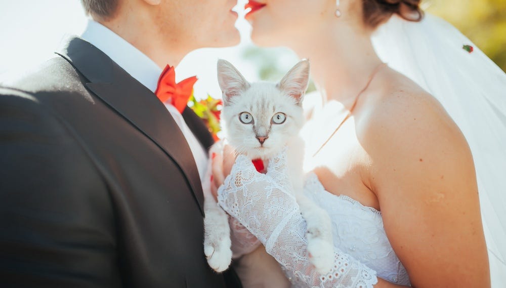 Bride and groom holding Siamese cat