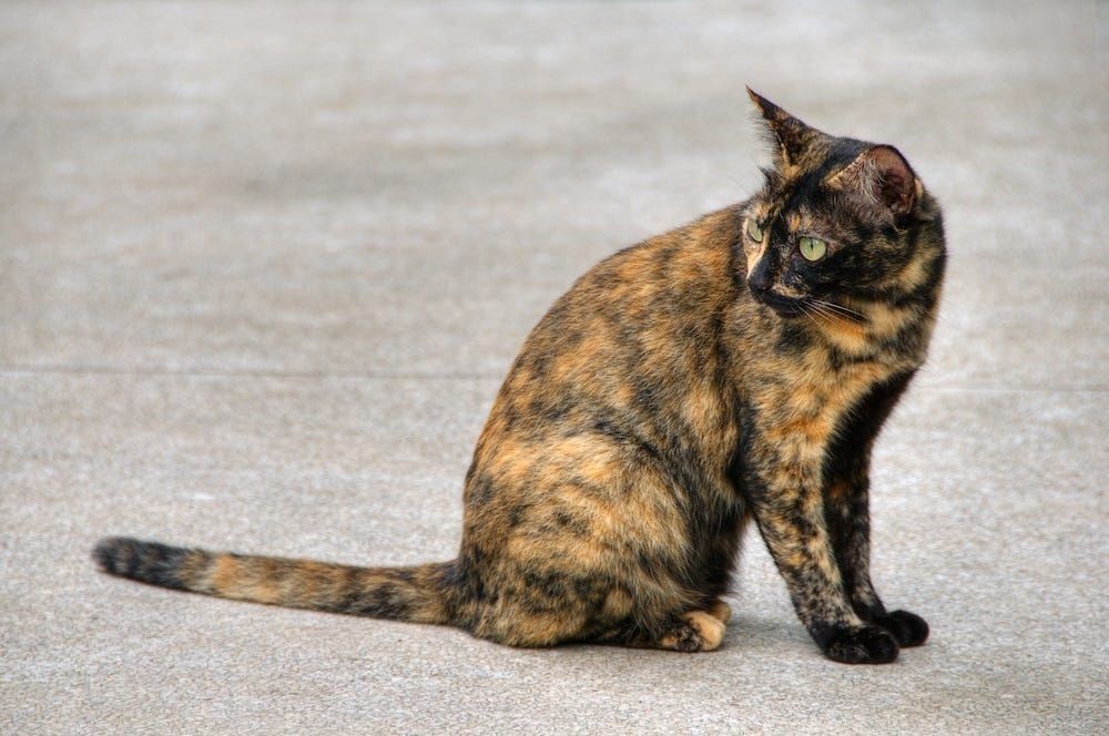 stray cat