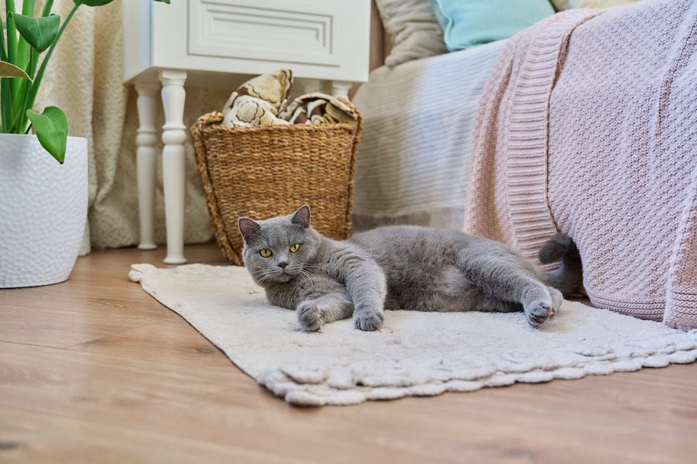 british shorthair cat - best low maintenance pets