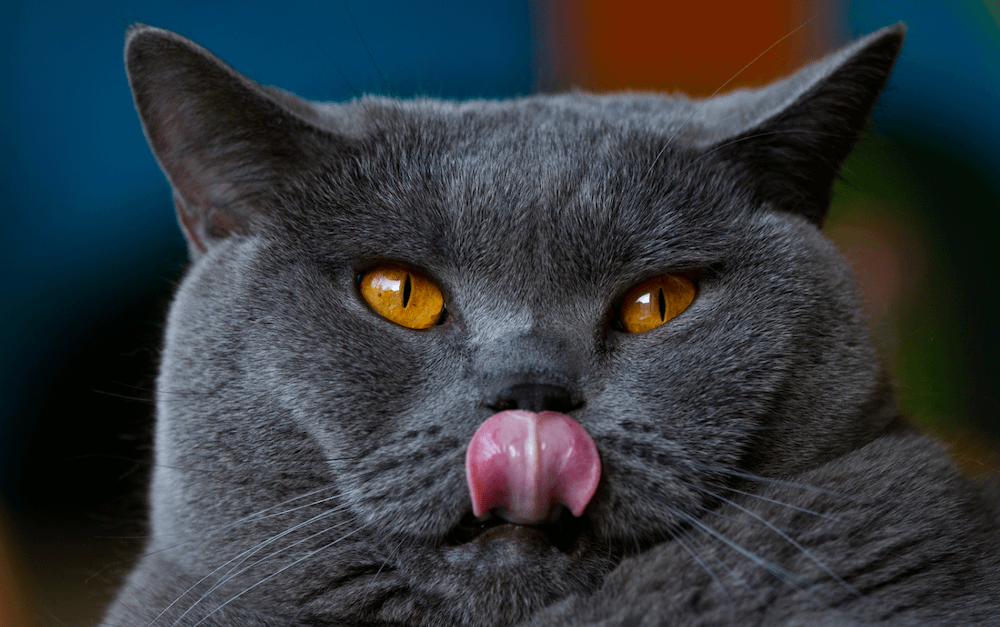 grey British Shorthair cat with orange eyes
