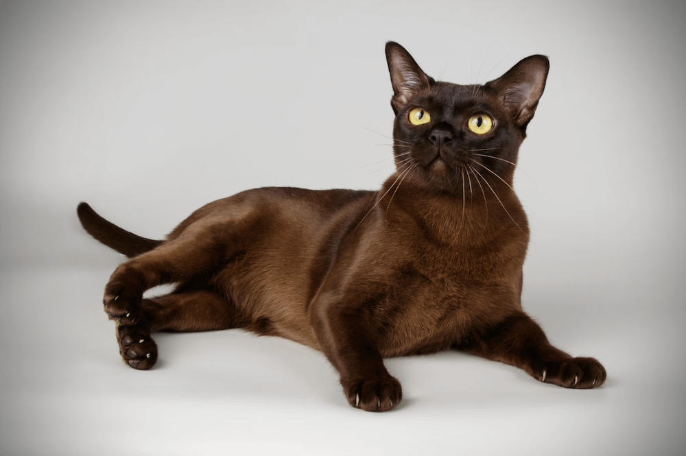 Burmese cat with yellow eyes